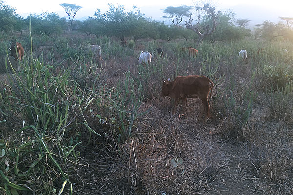 Weide in Maale