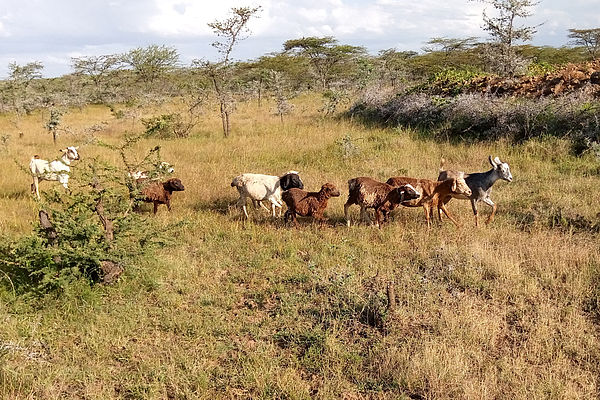 Grasen in der Baringo-Savanne
